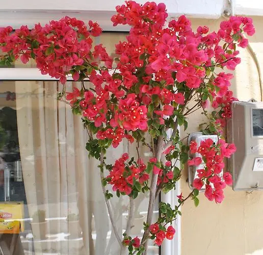 Polizotou 스칼라소티로스